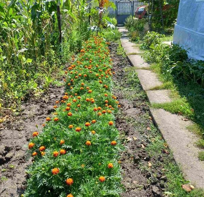 a7488c8c58c28a6e0cdd35b776f8dac6